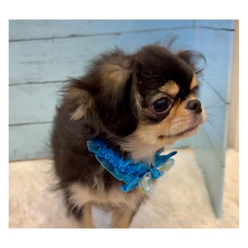 商談中の埼玉県のミックス犬-406504の13枚目