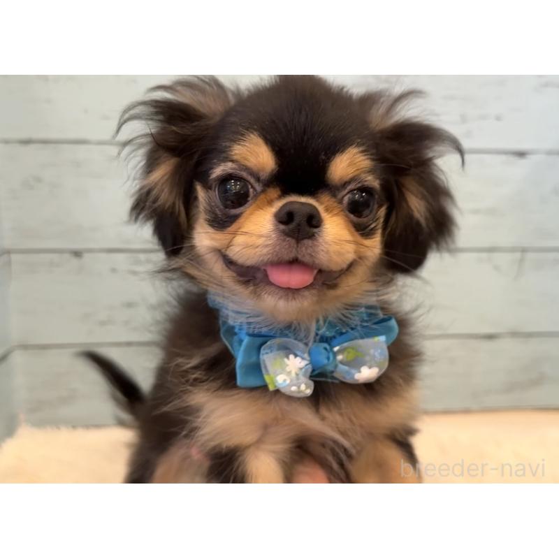 商談中の埼玉県のミックス犬-406504の12枚目