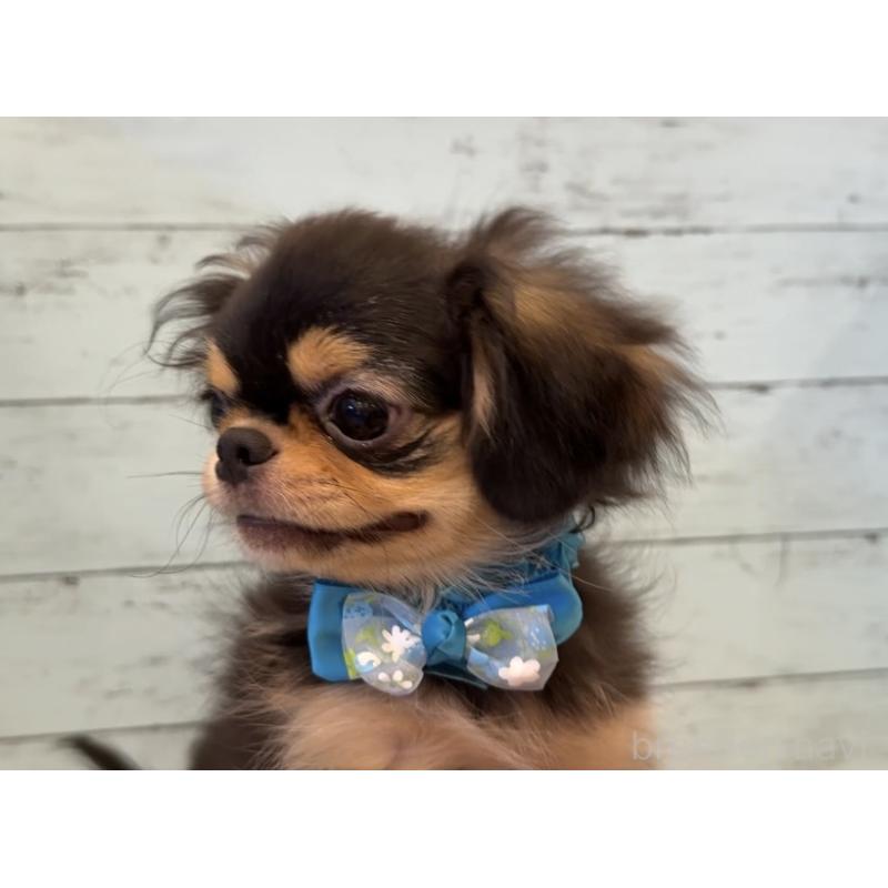 商談中の埼玉県のミックス犬-406504の11枚目