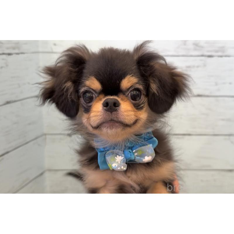 商談中の埼玉県のミックス犬-406504の10枚目