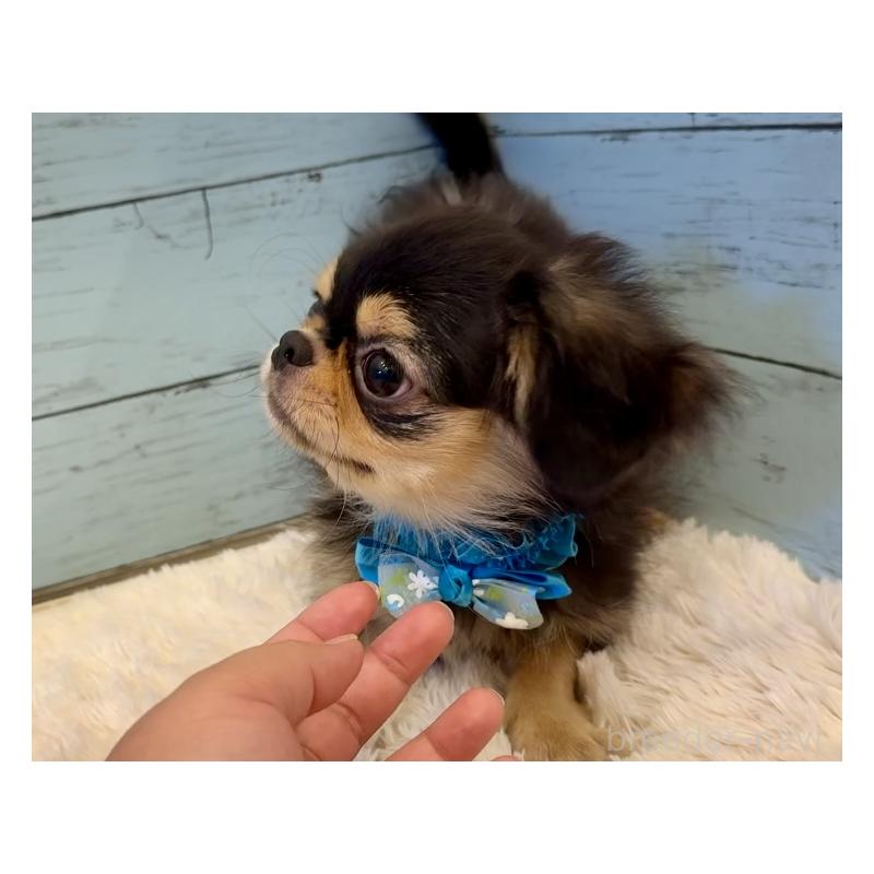 商談中の埼玉県のミックス犬-406504の9枚目