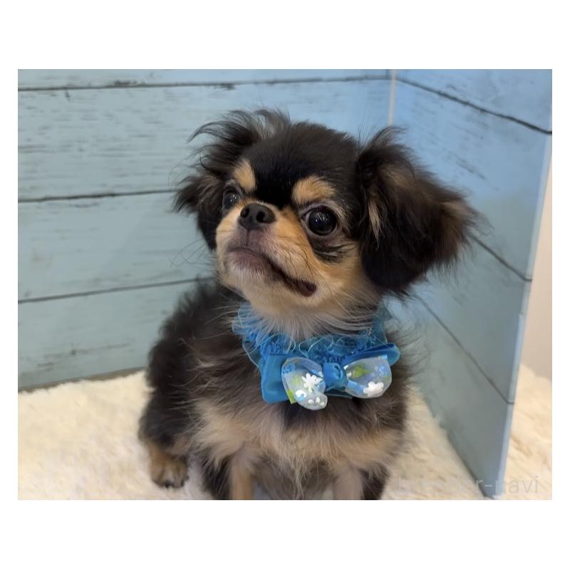 商談中の埼玉県のミックス犬-406504の8枚目