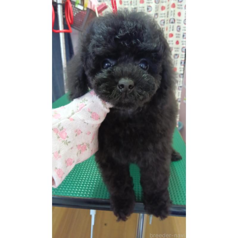 販売中の栃木県のタイニープードル-421960の4枚目