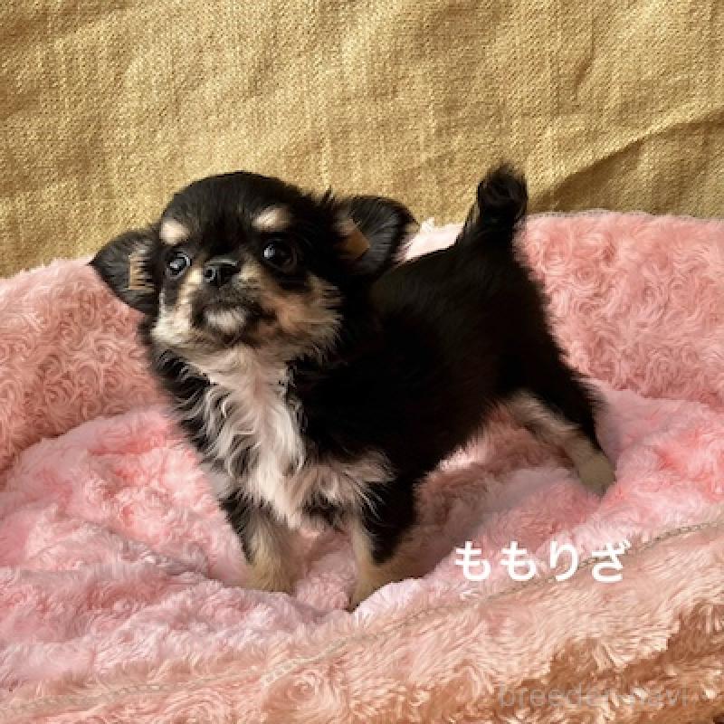 販売中の群馬県のチワワ(ロングコート)-423148