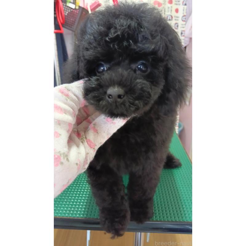 販売中の栃木県のタイニープードル-421960の3枚目