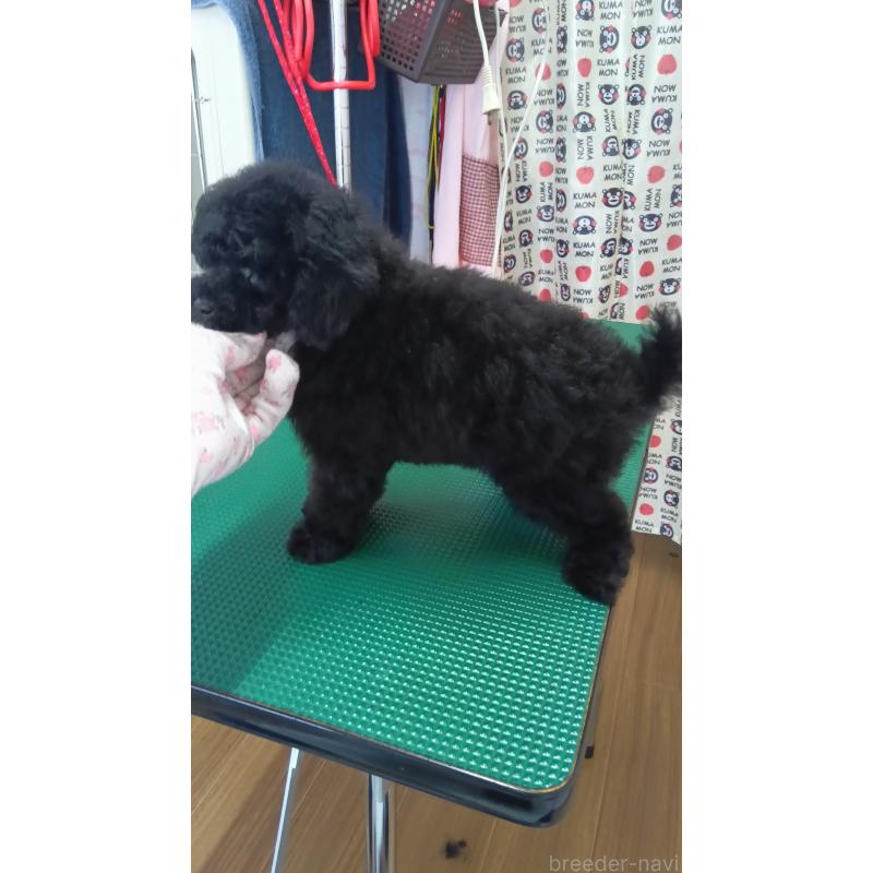 販売中の栃木県のタイニープードル-421960の2枚目