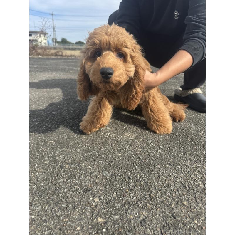 商談中の岐阜県のコッカプー:アメリカンコッカースパニエル×トイプードル-398307の3枚目