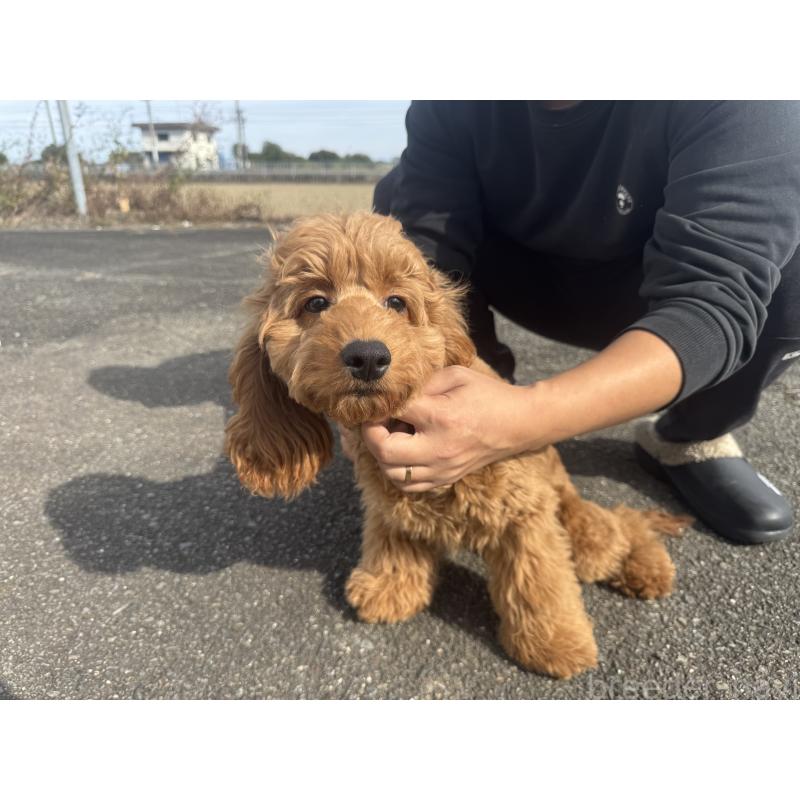 商談中の岐阜県のコッカプー:アメリカンコッカースパニエル×トイプードル-398307の2枚目