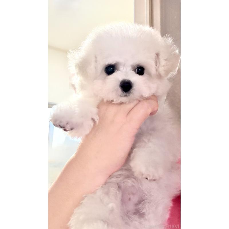 販売中の山形県のビションフリーゼ-417816の5枚目