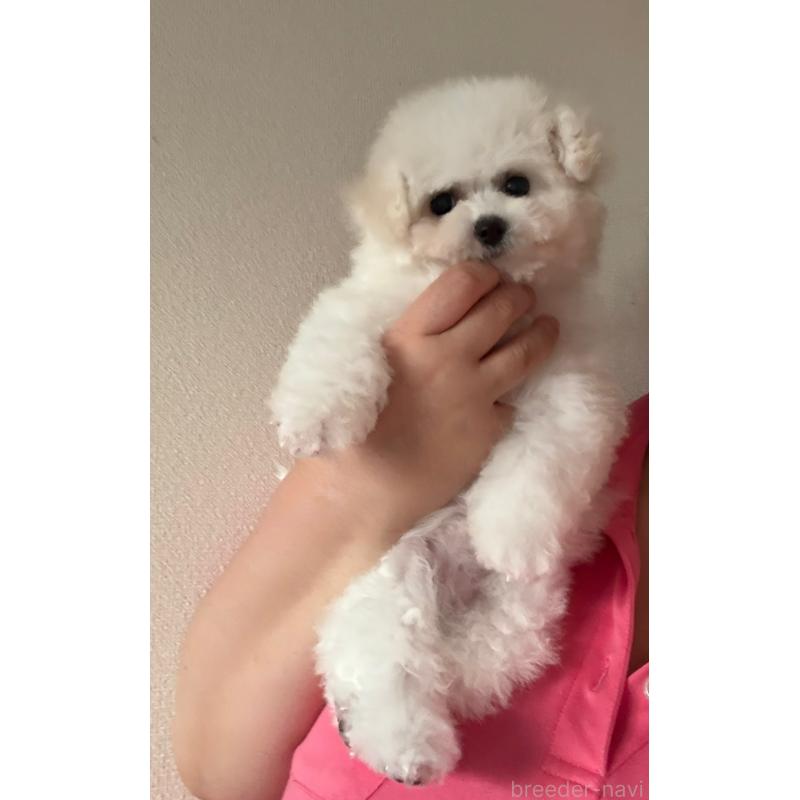 販売中の山形県のビションフリーゼ-417816の4枚目