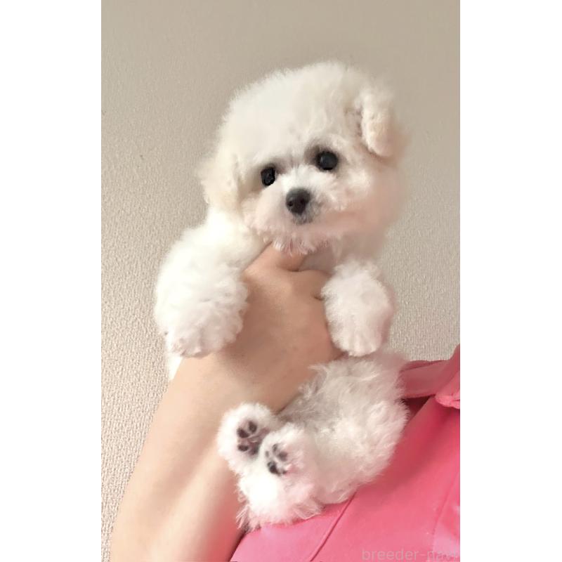 販売中の山形県のビションフリーゼ-417816の3枚目