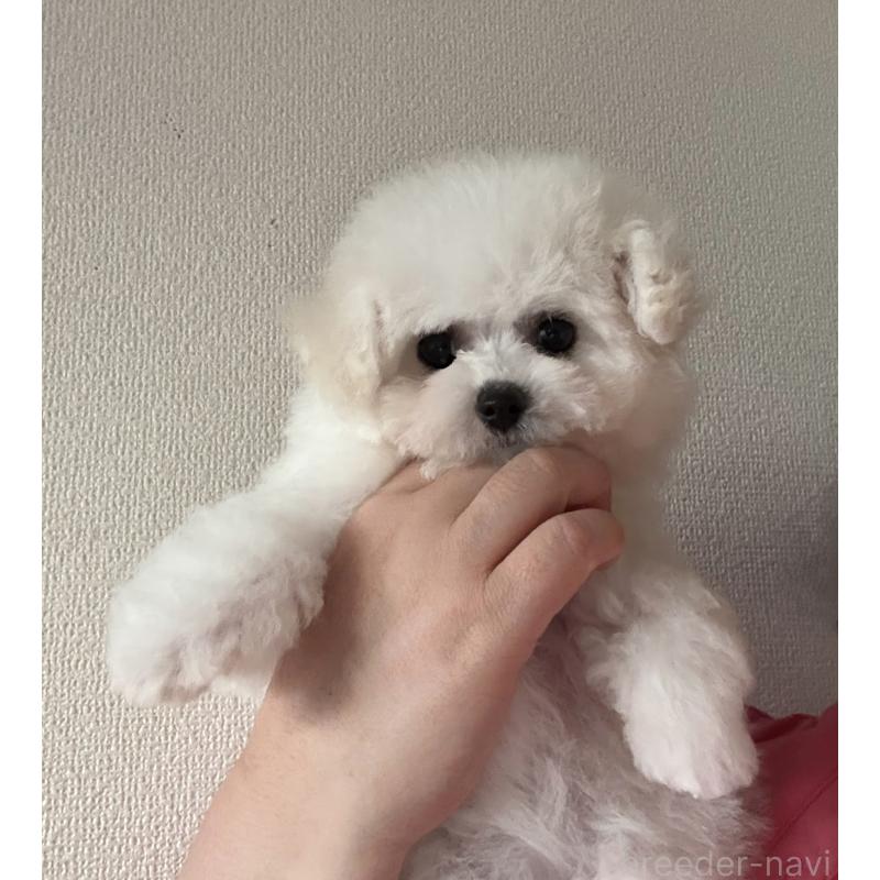 販売中の山形県のビションフリーゼ-417816の2枚目