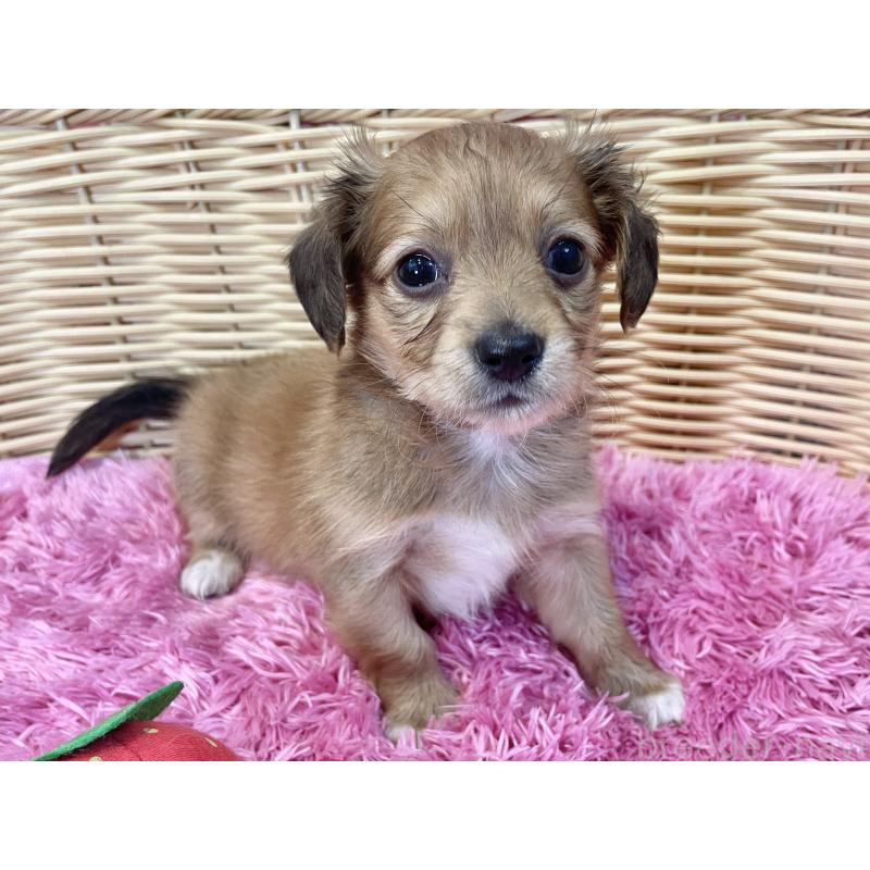 販売中の秋田県のチワックス:チワワ×ミニチュアダックスフンド-424780の11枚目