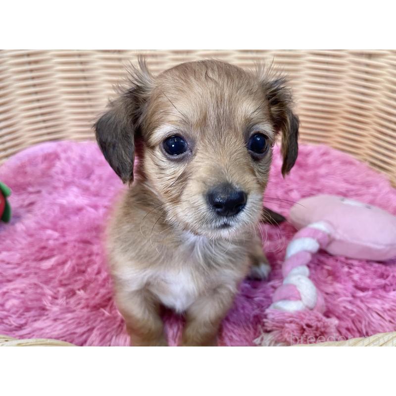 販売中の秋田県のチワックス:チワワ×ミニチュアダックスフンド-424780の10枚目