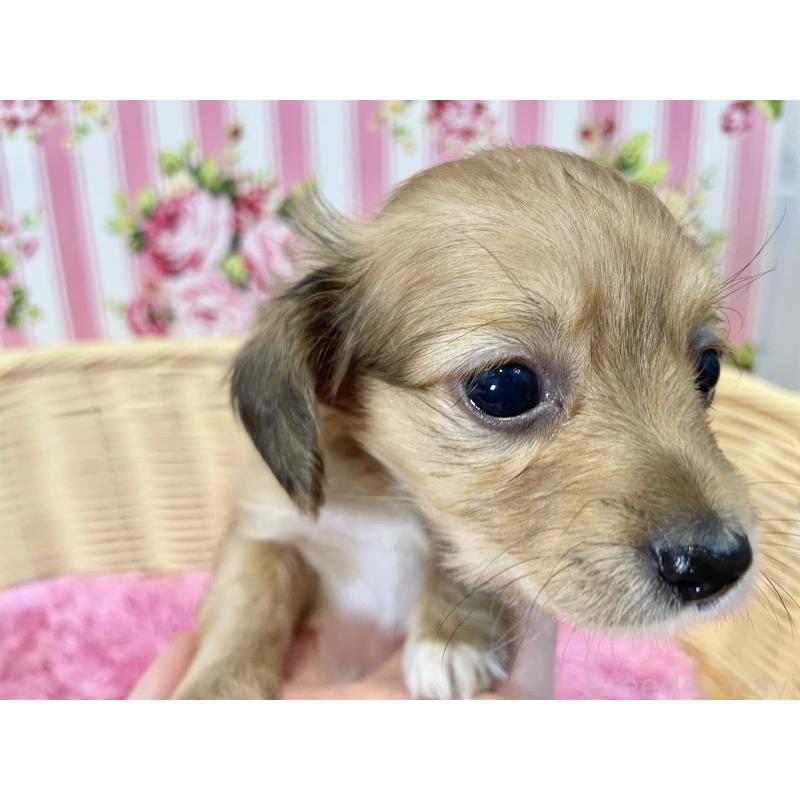 販売中の秋田県のチワックス:チワワ×ミニチュアダックスフンド-424780の9枚目