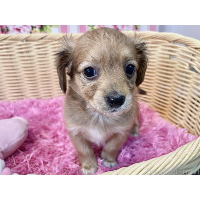 販売中の秋田県のチワックス:チワワ×ミニチュアダックスフンド-424780の8枚目