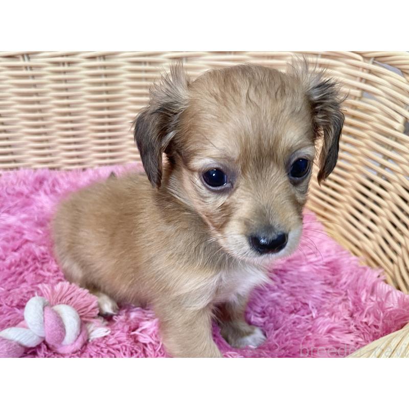 販売中の秋田県のチワックス:チワワ×ミニチュアダックスフンド-424780の7枚目