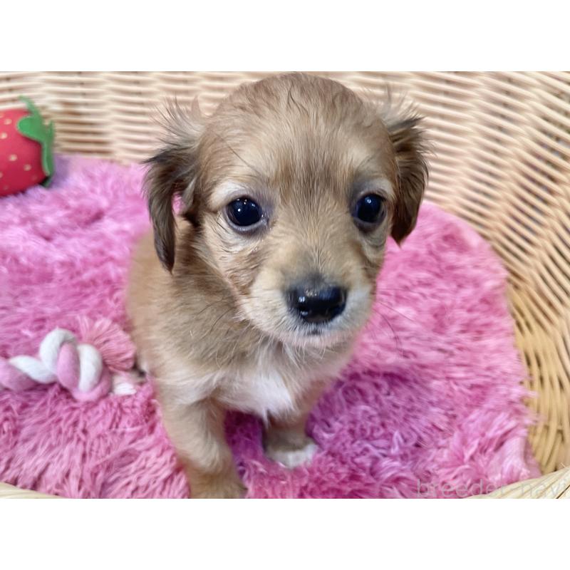 販売中の秋田県のチワックス:チワワ×ミニチュアダックスフンド-424780の6枚目