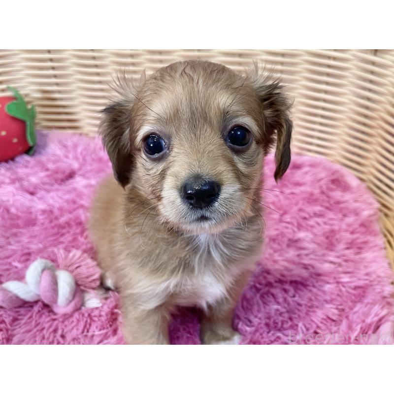 販売中の秋田県のチワックス:チワワ×ミニチュアダックスフンド-424780の5枚目