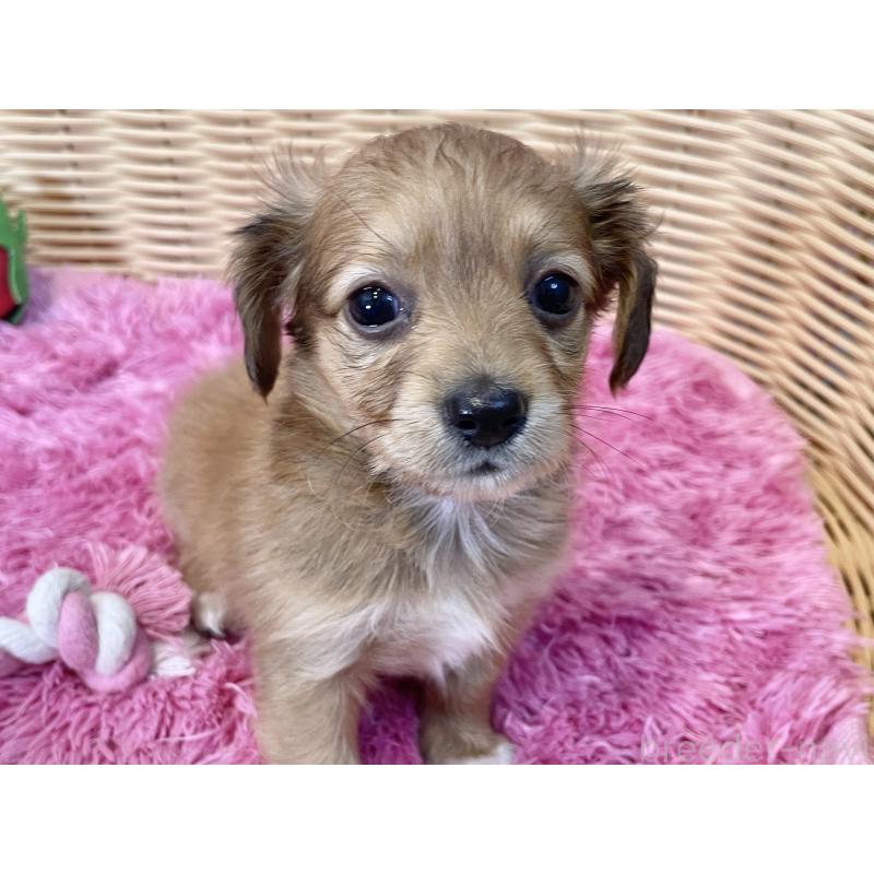 販売中の秋田県のチワックス:チワワ×ミニチュアダックスフンド-424780の4枚目