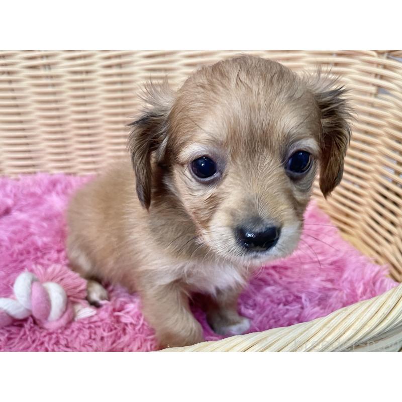 販売中の秋田県のチワックス:チワワ×ミニチュアダックスフンド-424780の3枚目