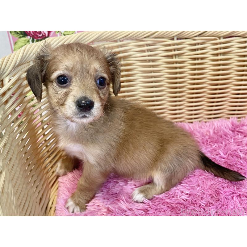 販売中の秋田県のチワックス:チワワ×ミニチュアダックスフンド-424780の2枚目