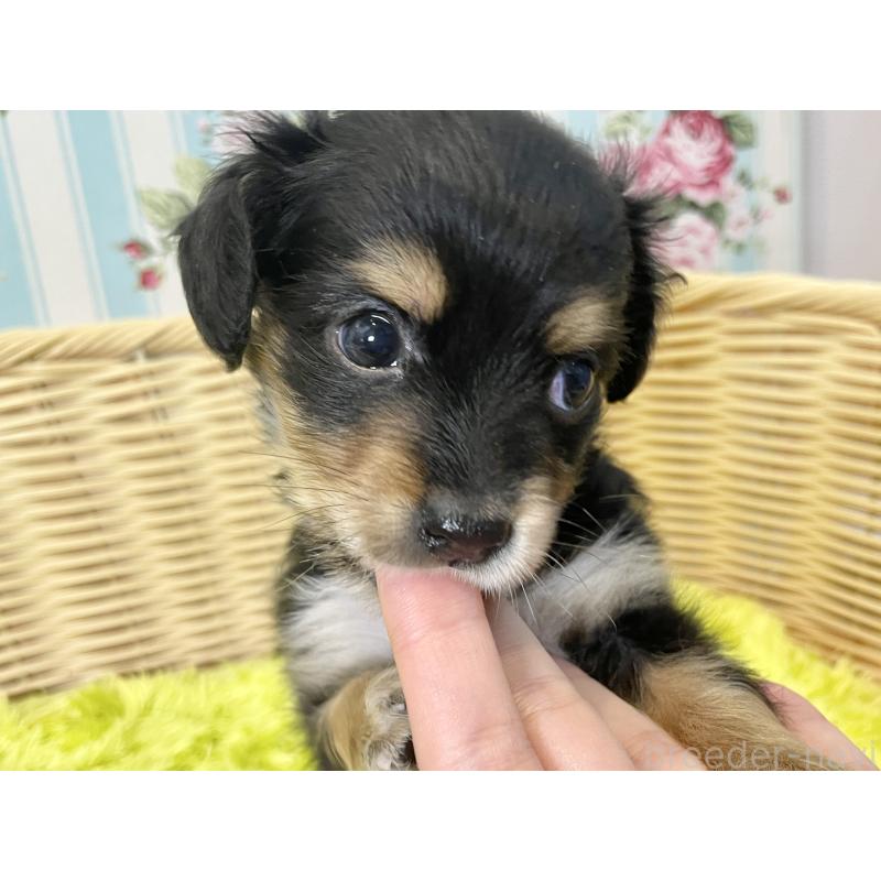 販売中の秋田県のチワックス:チワワ×ミニチュアダックスフンド-424779の12枚目