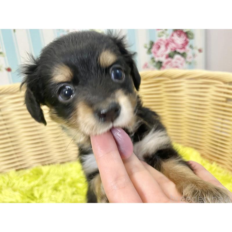 販売中の秋田県のチワックス:チワワ×ミニチュアダックスフンド-424779の11枚目