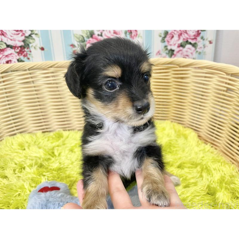 販売中の秋田県のチワックス:チワワ×ミニチュアダックスフンド-424779の10枚目