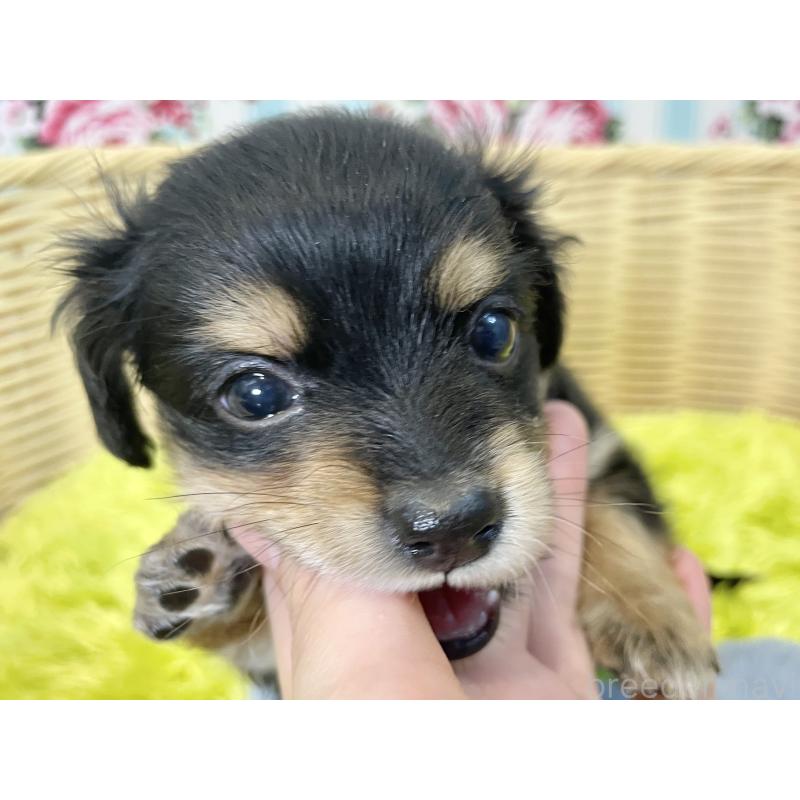 販売中の秋田県のチワックス:チワワ×ミニチュアダックスフンド-424779の9枚目