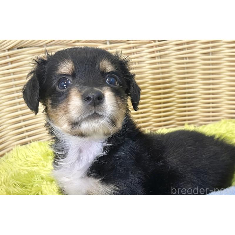 販売中の秋田県のチワックス:チワワ×ミニチュアダックスフンド-424779の8枚目