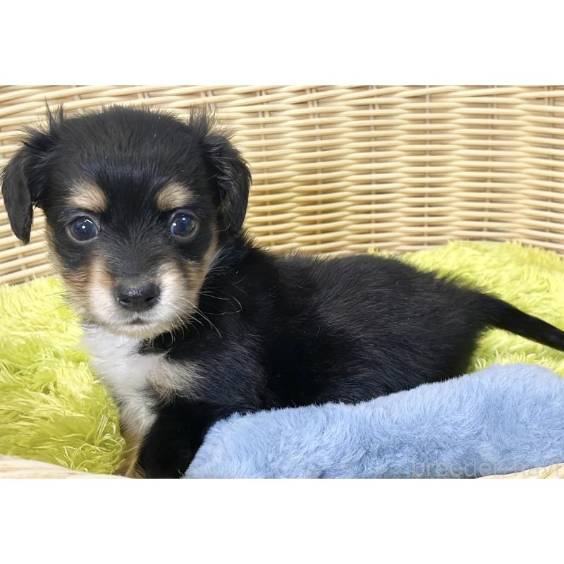 販売中の秋田県のチワックス:チワワ×ミニチュアダックスフンド-424779の7枚目