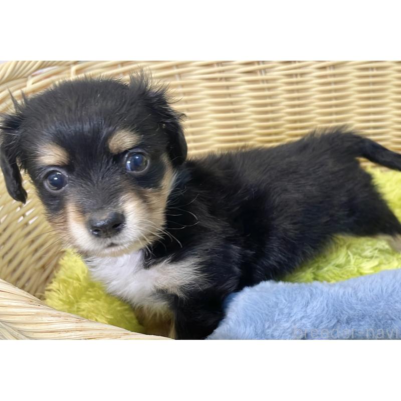 販売中の秋田県のチワックス:チワワ×ミニチュアダックスフンド-424779の6枚目