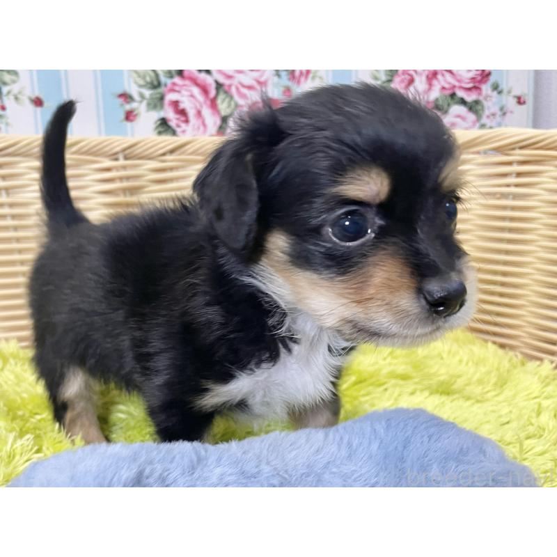 販売中の秋田県のチワックス:チワワ×ミニチュアダックスフンド-424779の5枚目