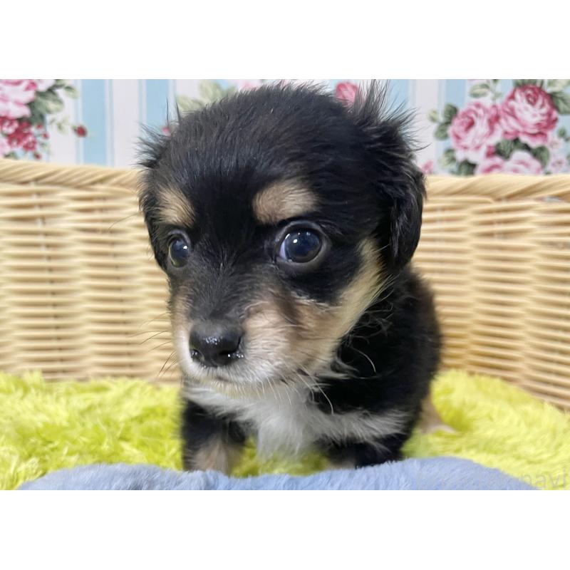 販売中の秋田県のチワックス:チワワ×ミニチュアダックスフンド-424779の4枚目