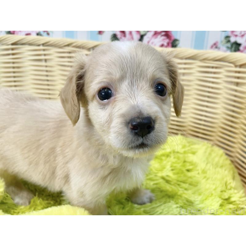 販売中の秋田県のチワックス:チワワ×ミニチュアダックスフンド-424778の14枚目