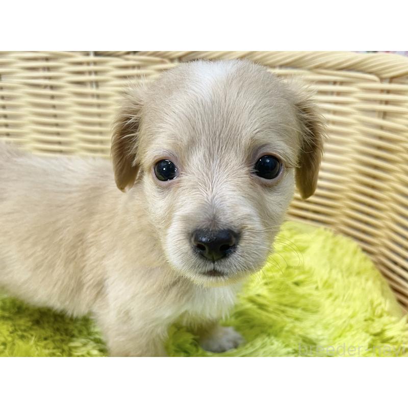 販売中の秋田県のチワックス:チワワ×ミニチュアダックスフンド-424778の13枚目