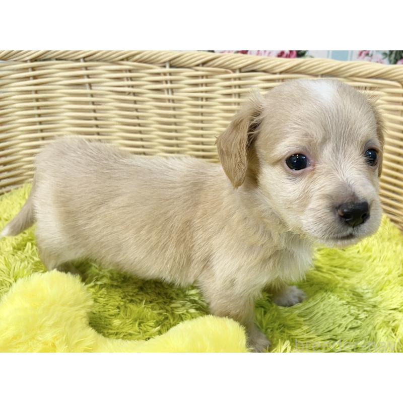 販売中の秋田県のチワックス:チワワ×ミニチュアダックスフンド-424778の12枚目