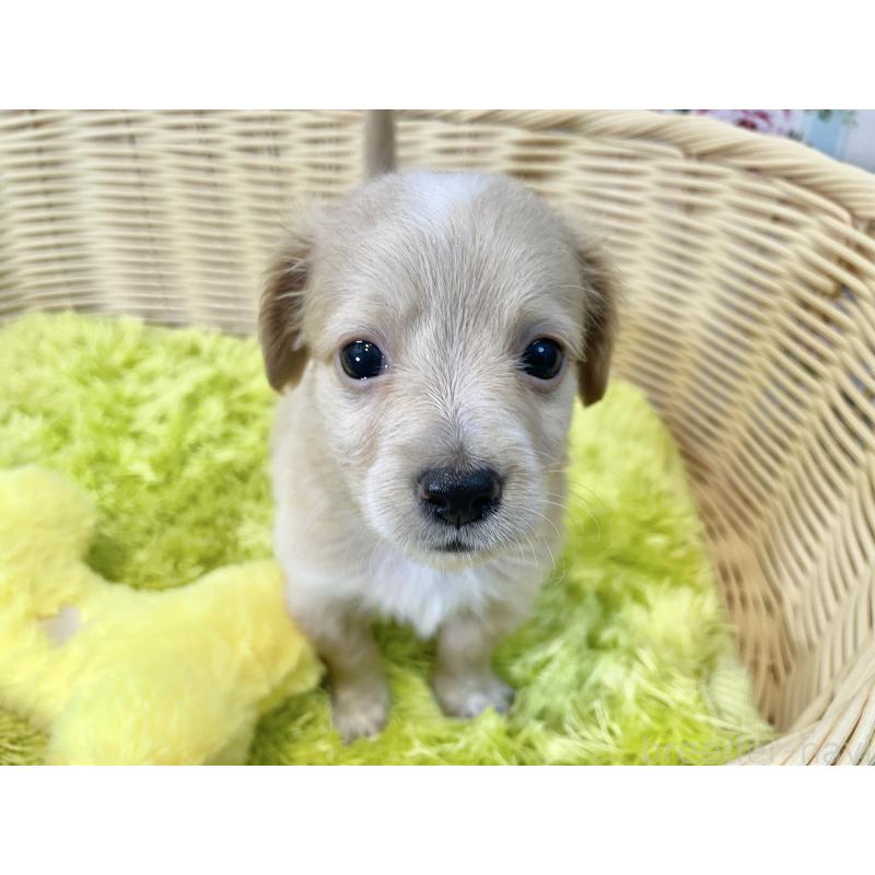 販売中の秋田県のチワックス:チワワ×ミニチュアダックスフンド-424778の11枚目