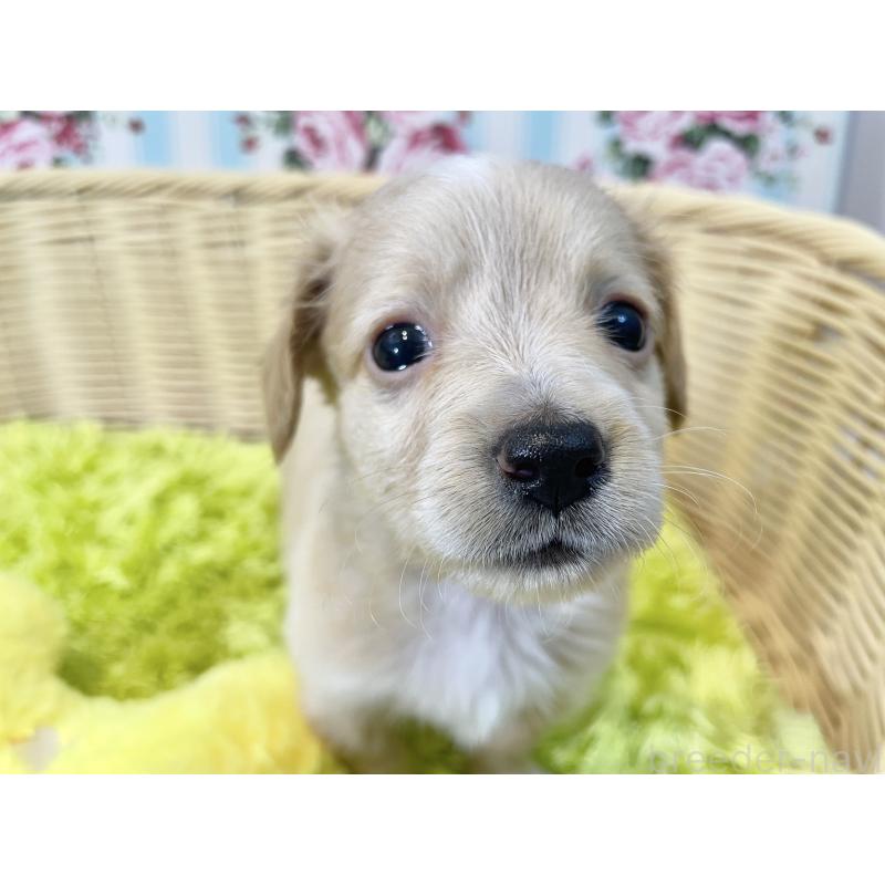 販売中の秋田県のチワックス:チワワ×ミニチュアダックスフンド-424778の9枚目