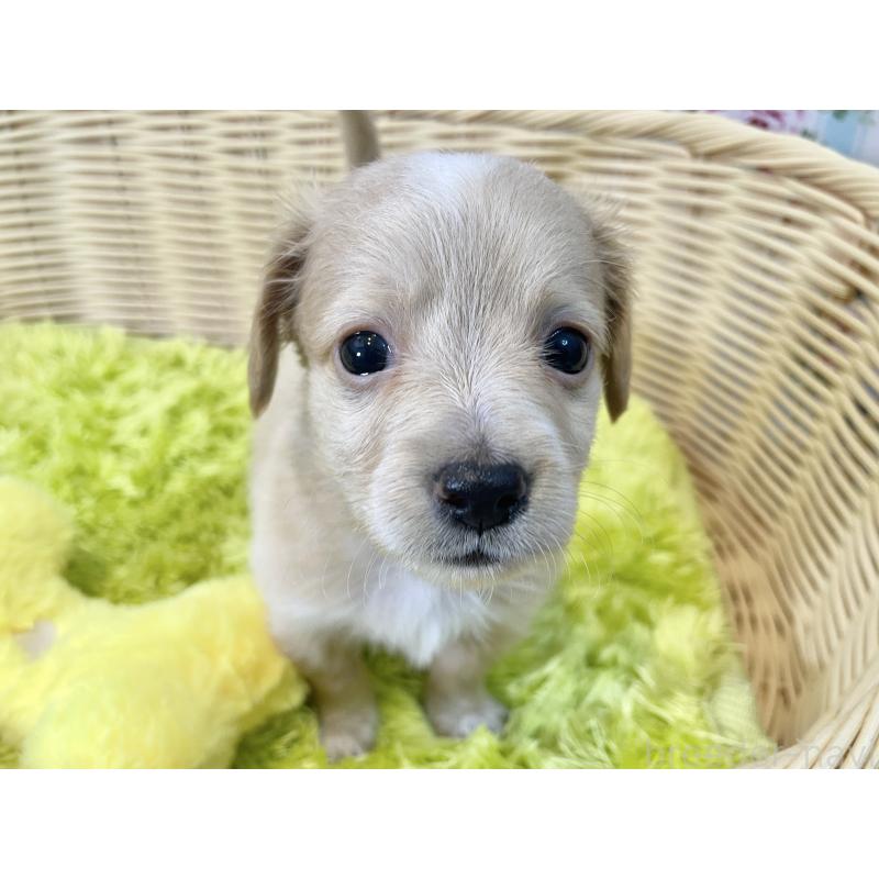 販売中の秋田県のチワックス:チワワ×ミニチュアダックスフンド-424778の8枚目