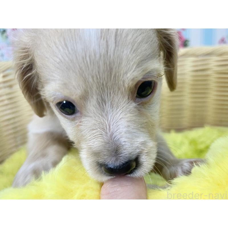 販売中の秋田県のチワックス:チワワ×ミニチュアダックスフンド-424778の7枚目