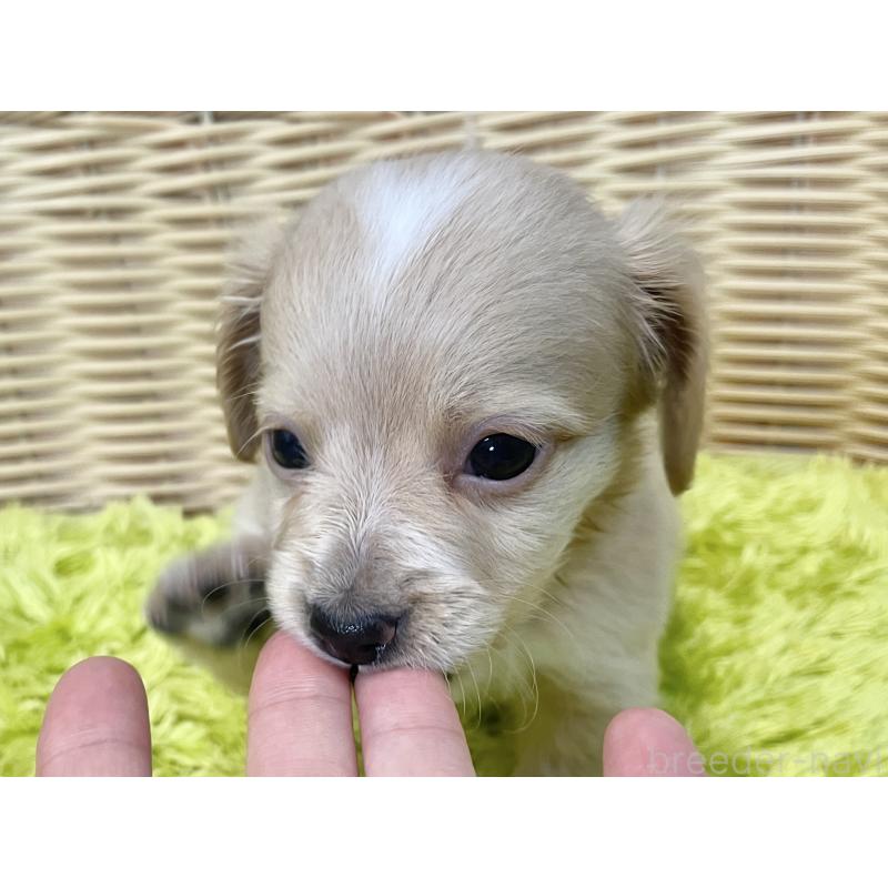 販売中の秋田県のチワックス:チワワ×ミニチュアダックスフンド-424778の5枚目