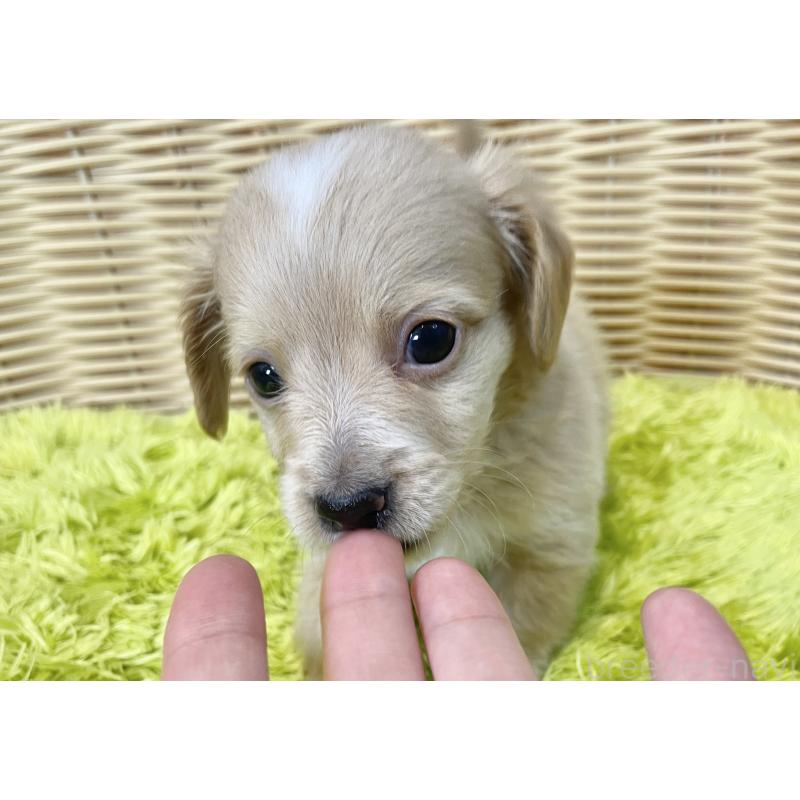 販売中の秋田県のチワックス:チワワ×ミニチュアダックスフンド-424778の4枚目