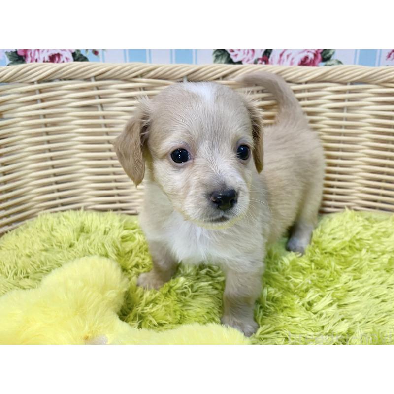 販売中の秋田県のチワックス:チワワ×ミニチュアダックスフンド-424778の3枚目