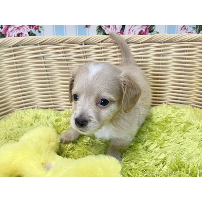 販売中の秋田県のチワックス:チワワ×ミニチュアダックスフンド-424778の2枚目