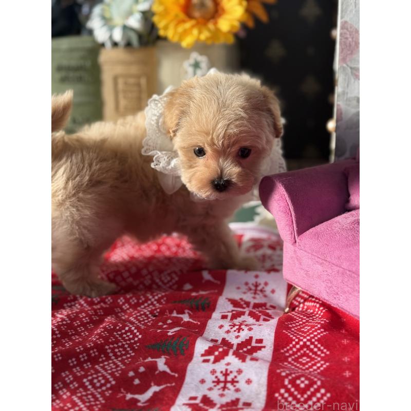 成約済の宮崎県のマルプー:マルチーズ×トイプードル-421374の27枚目