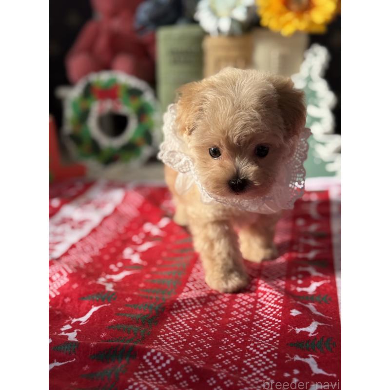 成約済の宮崎県のマルプー:マルチーズ×トイプードル-421374の26枚目