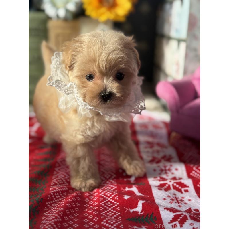 成約済の宮崎県のマルプー:マルチーズ×トイプードル-421374の25枚目