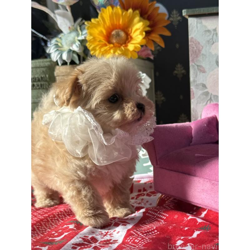 成約済の宮崎県のマルプー:マルチーズ×トイプードル-421374の24枚目